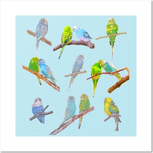 Lots of colorful parakeets - cute little birds Posters and Art